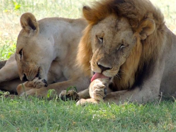 Qué significa SOÑAR con leones - 【LO QUE NO SABÍAS】