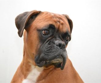 Nombres-para-perros-boxer-opt-1